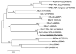 Thumbnail of Neighbor-joining tree relating a 372-bp nucleotide sequence of the nucleoprotein gene of the recent Duvenhage virus (DUVV) isolate (boldface) to representative sequences of the known lyssavirus genotypes, including South African dog and mongoose isolates and the reference challenge virus strain (CVS) of rabies virus (RABV) (GenBank accession nos. are indicated in parentheses). Bootstrap values were determined by 1,000 replicates. ABLV, Australian bat lyssavirus; EBLV, European bat l