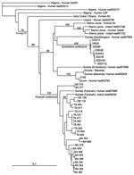 Thumbnail of Phylogenetic relationships of Lassa virus strains based on a nucleoprotein gene fragment (631 bp) determined by using the neighbor-joining method. The numbers above branches are bootstrap values &gt;50% (1,000 replicates). Scale bar indicates 10% divergence. Localities are indicated by the specimen label: DGD (Denguédou), BA (Bantou), GB (Gbetaya), and TA (Tanganya).