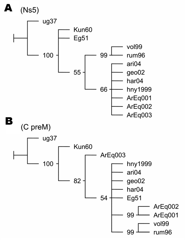 Phylogenetic trees of West Nile virus (WNV) nucleotide sequences. Maximum parsimony trees were obtained with TNT software (6). Values of jackknifing support are indicated at nodes. GenBank accession nos. ArEq001, ArEq002, and ArEq003: DQ537383, DQ537385, and DQ811782 (fragments NS5), DQ537382, DQ537384, and DQ811783 (fragments c/prM); ug37: M12294; vol99: AF317203, ari04: DQ164201; geo02: DQ164196; har04: DQ164206; hny1999: AF202541; Kun60: D00246; rum96: AF260969; Eg51:AF260968. A) NS5 fragment
