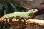 Thumbnail of Water dragon (Physignathus cocincinus). Three of the patients with Salmonella Kingabwa infections were exposed to this reptile species. Photo credit: Robert Lawton, rklawton@LawtonPhotos.com.