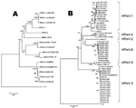 Thumbnail of Phylogenetic tree analysis of the NII561-2000 virus and the NII561-2000–related viruses. A) The phylogenetic tree of P1 amino acid sequences was constructed as described in Materials and Methods. Bar shows a genetic distance of 0.05. The following amino acid sequences were obtained from GenBank: L02971 for HPeV-1 (Harris strain), AJ005695 for HPeV-2 (Williamson strain), AB084913 for HPeV-3 (A308/99), AJ889918 for HPeV-3 (Can82853-01), DQ315670 for HPeV-4 (K251176-02), AM235750 for H