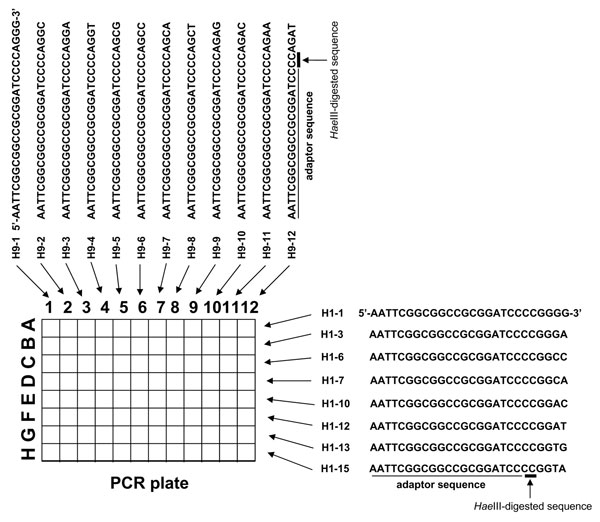 A) PCR with specific primers for class B mec complex (1.3 kb) and type 2 ccr complex (1.0 kb) identifies isolates containing Staphylococcus cassette chromosome (SCC) mec type IV: lanes 1, 2, and 4–7. B) When control strains are used, PCR identifies SCCmec type II in isolate 3.