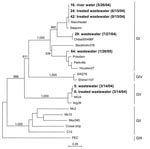 Thumbnail of Phylogenetic analysis of sapovirus capsid nucleotide sequence showing different genogroups. Items in boldface are sequences isolated in this study and dates of isolation. Numbers on each branch indicate bootstrap values for the genotype. Bootstrap values &gt;950 were considered statistically significant for the grouping. The scale bar represents nucleotide substitutions per site. Manchester, X86560; Sapporo, U65427; Chiba000496F, AJ412800; Stockholm318, AF194182; Potsdam, AF294739;