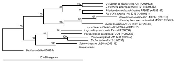 Phylogenetic position of the Romans strain within the Gamma Proteobacteria, determined by using Jukes-Cantor evolutionary distance calculation and neighbor-joining tree method. Bootstrap values (based on 500 steps) are indicated. GenBank accession no. of 16S rRNA gene of each bacterial species is indicated in parentheses.