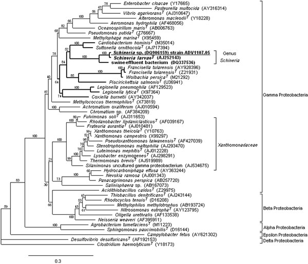 Maximum likelihood (ML) 16S rRNA gene phylogenetic tree showing the placement of the genus Schineria (boldface) and the isolate ADV1107.05 (underlined) in the phylum Proteobacteria. To reconstruct this tree, we used the strain ADV1107.05 sequence (DQ906159, 1441 bp) and 49 sequences selected from the GenBank database: 38 among the 15 orders of the Gamma Proteobacteria, 6 for the Beta Proteobacteria, 2 for the Alpha Proteobacteria, 1 for Delta Proteobacteria, 1 for Epsilon Proteobacteria and Clostridium haemolyticum (used as the outgroup organism). Accession nos. are in brackets. Alignment was performed with ClustalW 1.83 (4). ML phylogenetic analysis was performed by using PHYML v2.4.4 (5) with the general time-reversible plus gamma distribution plus invariable site (GTR + Γ + I) model found to be most appropriate according to Akaike information criteria. Bootstrap values given at the nodes are estimated with 100 replicates. The scale bar indicates 0.3 substitutions per nucleotide position. Strain ADV4155.05 sequence (DQ906158, 1414 bp) is not reported because it was identical to ADV1107.05. Trees were also obtained by distance methods (JC69, F84, and GTR models, and neighbor-joining), by parsimony, and by Bayesian inference. In all instances the genus Schineria branched out of the Xanthomonadaceae cluster. 
