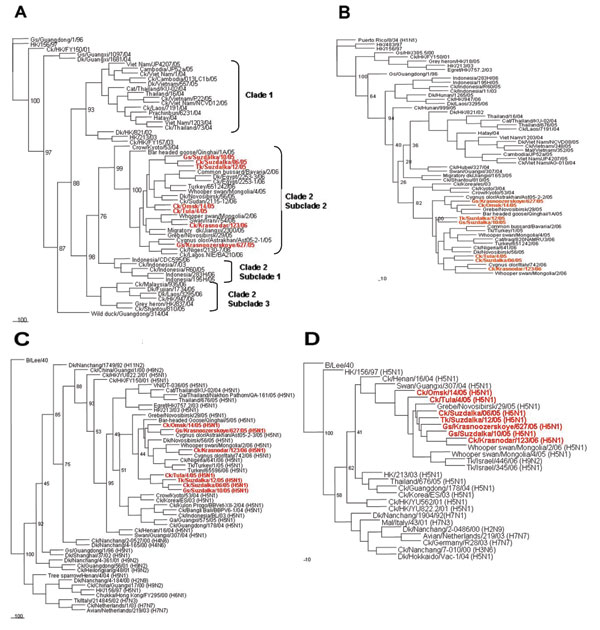 Phylogenetic relationships of the hemagglutinin (HA) (A), neuraminidase (NA) (B), polymerase basic protein 2 (PB2) (C), and nonstructural (NS) (D) genes of the 7 influenza (H5N1) viruses. Nucleotide sequences were analyzed by using the neighbor-joining method with 100 bootstraps. The HA phylogenetic tree was rooted to the HA gene of A/goose/Guangdong/1/96 (H5N1) virus. The NA phylogenetic tree was rooted to the NA gene of Puerto Rico/8/34 (H1N1) virus. The PB2 and NS trees were rooted to the PB2 and NS genes of B/Lee/40 virus.