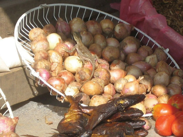 Photograph taken at a local street market in Gabon shows a lizard in a basket of onions, which are frequently eaten uncooked. Salmonella enterica subspecies enterica serotype Agama has been isolated from lizards in Africa.