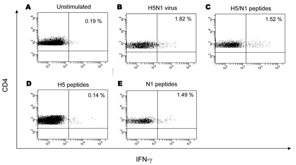 H5 versus N1 specificity of the cell-mediated response. Profiling of influenza (H5N1)–specific CD4 T-cell response in a representative study participant is shown. Peripheral blood mononuclear cells (PBMC) were expanded in vitro in the presence of interleukin-2 (IL-2) and stimulated with inactivated influenza (H5N1) virus (B), peptide pool composed by 4 peptides from H5 and N1 (C), H5 peptides (D) and N1 peptides (E). Panel A shows unstimulated cultures. Dot plots showed the presence, at similar frequency, of specific CD4 T cells when PBMC were stimulated with inactivated influenza (H5N1) virus (panel B, 1.82%), influenza (H5N1) peptides (panel C, 1.52%), and N1 peptides (panel E, 1.49%). No specific CD4 T cells producing interferon-gamma (IFN-γ) were observed after challenge with H5 peptides (D). As negative control, either mock-infected culture supernatants or irrelevant peptides were used, giving results very similar to unstimulated cultures (not shown). A similar pattern was observed in 4 other study participants, supporting the hypothesis that the actual target of cross-subtype immunity could be N1.