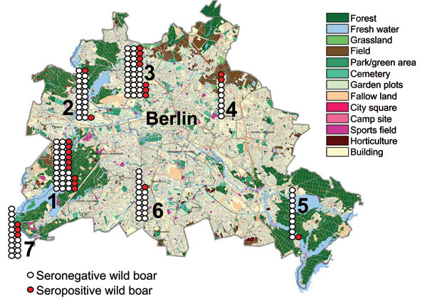 Map of Berlin showing the regional distribution, numbers of wild boars killed during the 2005–06 hunting season (n = 141), and numbers of wild boars seropositive for antibodies against Leptospira spp. (red). Districts are numbered from 1 to 7 (with permission from the Senate Department of Urban Development, Berlin) and correspond to numbers on Tables 1 and 2.
