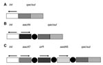 Thumbnail of Schematic diagram of class 1 integrons from Stenotrophomonas maltophilia isolates. A), isolates 1893 and 9431. B) isolates 489, 9189, and 12221; C) isolates 3438 and 3444. Arrows depict direction of transcription, and shaded boxes represent gene cassettes found within the integron. The dark circles represent the 59-bp region immediately 5′ to the incorporated gene cassette.