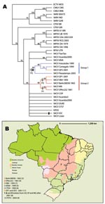 Thumbnail of A) Strict consensus of the 6 most parsimonious trees derived from Orthopoxvirus species on the basis of B19R, E3L, and A56R sequences and rooted with ectromelia virus from Moscow (ECTV-MOS). Bootstrap values based on 100 bootstrap replicates of 10 random addition replicates each are shown at each node where the value was &gt;50%. Black rectangles represent the 18-nt deletion shared by group 1 Brazilian vaccinia virus (BRZ-VACV) and VACV-Institute Oswaldo Cruz (IOC) and where it maps