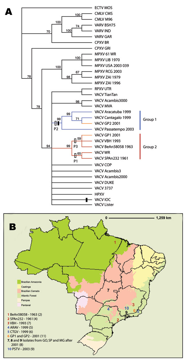 A) Strict consensus of the 6 most parsimonious trees derived from Orthopoxvirus species on the basis of B19R, E3L, and A56R sequences and rooted with ectromelia virus from Moscow (ECTV-MOS). Bootstrap values based on 100 bootstrap replicates of 10 random addition replicates each are shown at each node where the value was &gt;50%. Black rectangles represent the 18-nt deletion shared by group 1 Brazilian vaccinia virus (BRZ-VACV) and VACV-Institute Oswaldo Cruz (IOC) and where it maps on the tree.