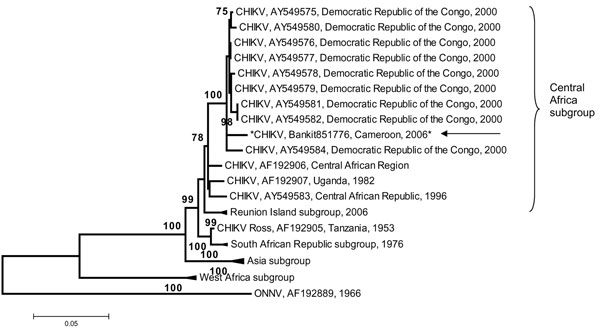 Phylogenetic tree of chikungunya virus (CHIKV) based on partial nucleotide sequences (3′ extremity of E1/3′-UTR, position 10,238–11,367). Phylogram was constructed with MEGA 2 program and tree drawing used the Jukes-Cantor algorithm for genetic distance determination and the neighbor-joining method. The percentage of successful bootstrap replicates (1,000 bootstrap replications, confidence probability &gt;90%) is indicated at the nodes. The length of branches is proportional to the number of nucleotide changes (% of divergence). Asterisk (*) and arrow indicate the strains isolated in this work. The dark triangle corresponds to viruses clustering together. O’nyong-nyong virus (ONNV) sequence has been introduced for correct rooting of the tree. The GenBank reference no. for the Cameroon CHIKV isolate is EF051584.