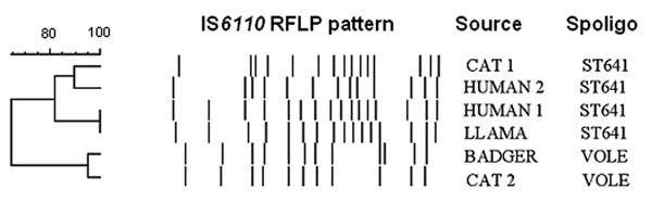 Comparison of the restriction fragment length polymorphism patterns of Mycobacterium microti strains from Scotland. Spoligo, spoligotyping.
