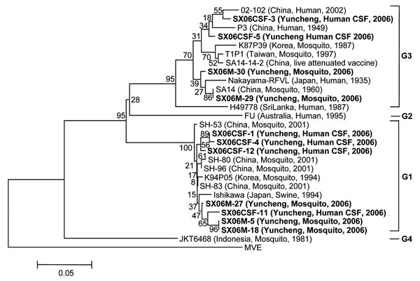 Phylogenetic analysis of Japanese encephalitis virus strains predicted from premembrane gene sequences. Neighbor-joining tree was generated by using MEGA 3.1 software (www.megasoftware.net) and rooted with Murray Valley encephalitis (MVE) virus sequence information. Bootstrap confidence limits for 1,000 replicates are indicated above each branch. Horizontal branch lengths are proportional to genetic distance; vertical branch lengths have no significance. Scale bar indicates no. nucleotide substitutions per site. All sequences from this study are in boldface. Genotypes are indicated on the right. Designations are listed first, followed by country, source, and year of isolation. CSF, cerebrospinal fluid.