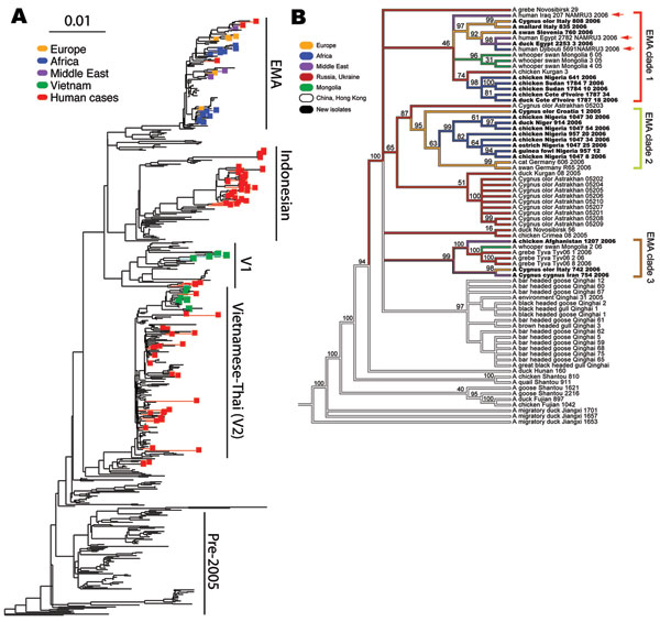 A) Phylogenetic tree relating the influenza A (H5N1) hemagglutinin (HA) segments of 589 avian, feline, and human viruses. The tree includes all HA segments isolated since 2000 from humans (82 isolates, minimum sequence length 1,000 nt), birds (503 isolates, minimum length 1500 nt), and cats (4 isolates). The 36 newly sequenced genomes are highlighted in color. Human cases, which occur in all 4 of the major influenza (H5N1) clades, are highlighted in red. The scale bar indicates an F84 distance of 0.01. A full-scale version of this tree is provided as Figure 3. B) Phylogeny of 71 complete genomes (avian isolates, all 8 segments concatenated) and 3 HA sequences (human isolates, marked with red arrows) from Europe, the Middle East, Africa, Russia, and Asia. Bootstrap values represent the percentage of 1,000 bootstrap replicates for which the partition implied by the edge was observed; see Methods for further details. The 3 European-Middle Eastern-African (EMA) subclades from Figure 1 are indicated with the same color scheme. Isolates from human hosts are found only in EMA-1. Colors indicate locales. The names of the isolates newly sequenced in this study are shown in boldface text.