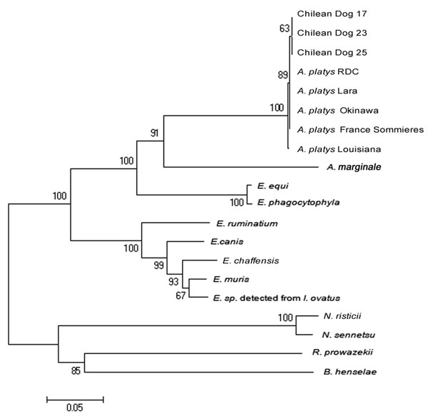 Phylogenetic relationship between 3 Chilean Anaplasma platys strains and other strains of the families Rickettsiaceae and Anaplasmataceae based on the groESL gene nucleotide sequences. GenBank accession nos. of groESL sequences used to construct the phylogenetic tree were the following: A. platys France Sommieres AY044161; A. platys Lara Venezuelan dog AF399916; A. platys from Rhipicephalus sanguineus ticks in the Democratic Republic of Congo AF478129; A. platys from a dog in Okinawa, Japan AY077621; A. platys from a dog in Louisiana, USA AY008300; A. marginale AF165812; Ehrlichia equi AF172162; E. phagocytophyla U96729; E. chaffeensis L10917; E. canis U96731; E. muris AF210459; Ehrlichia sp. from Ixodes ovatus AB032711; E. ruminantium U13638; Neorickettsia risticii U96732; N. sennetsu U88092; Rickettsia prowazekii Y15783; and Bartonella henselae U96734. Scale bar at the lower left indicates 0.05 substitutions per nucleotide.