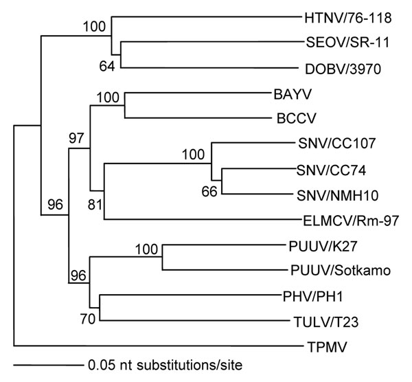Phylogenetic relationship between Thottapalayam virus (TPMV) and other hantaviruses based on the nucleotide sequences of the full-length small (S) genomic segment, determined by using the neighbor-joining method. Numbers at each node are bootstrap probabilities (expressed as percentages) determined for 1,000 iterations. Branch lengths are proportional to number of nucleotide substitutions per site. Sequences used for comparison were those of Hantaan (HTNV/76–118, NC 005218), Seoul (SEOV/SR-11, M34881), Dobrava (DOBV/3970, L41916), Bayou (BAYV, L36929), Black Creek Canal (BCCV, L39949), Sin Nombre (SNV/CC107, L33683; SNV/CC74, L33816; and SNV/NMH10, L25784), El Moro Canyon (ELMCV/Rm-97, U11427), Puumala (PUUV/K27, L08804 and PUUV/Sotkamo, NC 005224), Prospect Hill (PHV/PH1, Z49098), and Tula (TULV/T23, Z30945) viruses. Strain designations are unavailable for BAYV and BCCV. The full-length S-segment sequence of TPMV has been deposited into GenBank (accession no. AY526097).