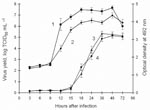 Thumbnail of Growth curves and E protein synthesis of Glubinnoe/2004 and 205 in pig kidney embryo (PKE) cells: monolayer of PKE cells were infected with Glubinnoe/2004 and 205 of tickborne encephalitis virus (TBEV). The cells were frozen and thawed 3× to release the virus, and infectious titers were determined by the viral cytopathic effect (in 50% tissue culture infective doses [TCID50]/mL–1) assay in PKE cells. ELISA using 10H10 and biotin-labeled EB1 anti–protein E monoclonal antibodies was used to determine the E protein levels in virus-infected cells. 1, Glubinnoe/2004, virus yield; 2, 205, virus yield; 3, Glubinnoe/2004, E protein synthesis; 4, 205, E protein synthesis. Bars represent mean ± SD.