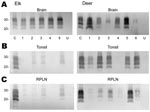 Thumbnail of Immunoblot analysis of PrPres from chronic wasting disease (CWD)–affected elk and deer brain, tonsil, and retropharyngeal lymph node (RPLN). Panel A shows the PrPres signal from 2-mg equivalents of elk brain or 20-mg equivalents of deer brain. Individual animals are identified as 1–5 (elk) or 1–6 (deer). C denotes the reference control to which all other samples are compared and consists of 20-mg equivalents of retropharyngeal lymph node (RPLN) from a CWD–affected mule deer. Aliquots of this same control are included on all blots shown in panels B and C. Lanes labeled U in panels A, B, and C contain 20-mg equivalents of the respective tissue from uninfected elk or deer. No PrPres bands were detected when tissues from uninfected deer or elk were analyzed. In panels B and C, 20-mg equivalents of tonsil or RPLN were used. PrPres was obtained as described in Materials and Methods and the blots developed by using antibody L42 at a 0.04 μg/mL dilution and standard enhanced chemifluorescence processing. Approximate molecular weights in kd are indicated on the left side of the panels.