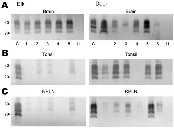 Immunoblot analysis of PrPres from chronic wasting disease (CWD)–affected elk and deer brain, tonsil, and retropharyngeal lymph node (RPLN). Panel A shows the PrPres signal from 2-mg equivalents of elk brain or 20-mg equivalents of deer brain. Individual animals are identified as 1–5 (elk) or 1–6 (deer). C denotes the reference control to which all other samples are compared and consists of 20-mg equivalents of retropharyngeal lymph node (RPLN) from a CWD–affected mule deer. Aliquots of this same control are included on all blots shown in panels B and C. Lanes labeled U in panels A, B, and C contain 20-mg equivalents of the respective tissue from uninfected elk or deer. No PrPres bands were detected when tissues from uninfected deer or elk were analyzed. In panels B and C, 20-mg equivalents of tonsil or RPLN were used. PrPres was obtained as described in Materials and Methods and the blots developed by using antibody L42 at a 0.04 μg/mL dilution and standard enhanced chemifluorescence processing. Approximate molecular weights in kd are indicated on the left side of the panels.