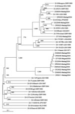 Thumbnail of Phylogenetic tree of noroviruses based on the 330-bp region (for GI) and 344-bp region (for GII) of the capsid N terminus/shell gene. Fourteen novel sequences were included, designated according to isolate code, place, and year (e.g., DR001-Madag04); 25 sequences of reference norovirus strains (6) were included, designated according to genogroup-genotype, place, country, and year (e.g.,GII-2/Melksham-GRB1994). Comparative strains are GI-1/NV-USA1968 (Norwalk, M87661), GI-2/SOV-GBR1993 (Southampton, L07418), GI-3/DSV-USA1993 (Desert Shield, U04469), GI-4/Chiba-JPN2000 (AB042808), GI-5/Musgrov-GBR1989 (Musgrove, AJ277614), GI-6/Hesse-DEU1998 (AF093797), GI-7/Wnchest-GBR1994 (Winchester, AJ277609), GI-8/Boxer-USA2001 (AF538679), GII-1/Hawai-USA1971 (U07611), GII-2/Melksham-GBR1994 (X81879), GII-3/Toronto-CAN1993 (U02030), GII-4/Bristol-GBR1993 (X76716), GII-5/Hillingd-GBR1990 (Hillingdon, AJ277607), GII-6/Seacrof-GBR1990 (Seacroft, AJ277620), GII-7/Leeds-GBR1990 (AJ277608), GII-8/Amstdam-NLD1990 (Amsterdam, AF195848), GII-9/VABeach-USA1997 (AY038599), GII-10/Erfurt-DEU2000 (AF427118), GII-11/SW918-JPN1997 (AB074893), GII-12/Wortley-GBR1990 (AJ277618), GII-13/Faytvil-USA1998 (Fayetteville, AY113106), GII-14/M7-USA1999 (AY130761), GII-15/J23-USA1999 (AY130762), GII-16/Tiffin-USA1999 (AY502010), and GII-17/CSE1-USA2002 (AY502009). Bootstrap values based on 1,000 generated trees are displayed at the nodes. The scale bar represents nucleotide substitutions per site.