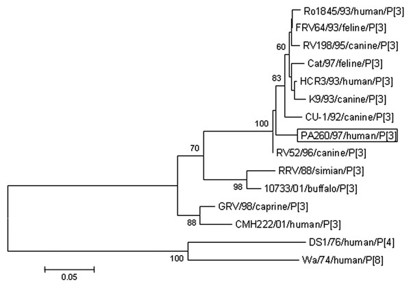 Phylogenetic analysis of the deduced amino acid sequence derived from VP4 gene of the PA260/97 human rotavirus strain and other P[3] rotavirus strains. The tree was generated by the neighbor-joining method using the ClustalW program (http://dambe.bio.uottawa.ca/dambe.asp). Scale bar indicates nucleotide substitutions (×100).