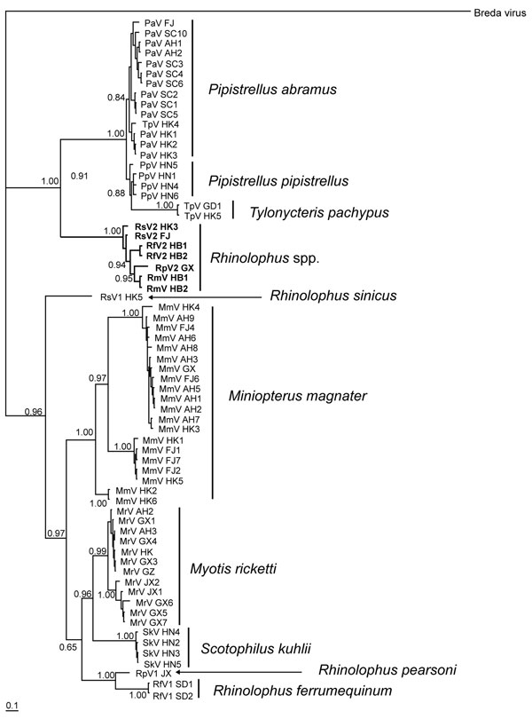 Phylogram of bat coronaviruses based on the 440-bp RNA-dependent RNA polymerase gene region. Methods used are described in the text. Values to the left of branches are Bayesian posterior probabilities. Scale bar at the lower left indicated 0.1 nucleotide substitutions per site. Boldface branches indicate severe acute respiratory syndrome–like coronaviruses, and species names to the right of lineages indicate putative reservoir host(s). Pa, Pipistrellus abramus; Tp, Tylonycteris pachypus; Pp, P. pipistrellus; Rs, Rhinolophus sinicus; Rf, R. ferrumequinum; Rp, R. pearsoni; Rm, R. macrotis; Mm, Miniopterus magnater; Mr, Myotis ricketti; Sk, Scotophilus kuhlii. Sequences obtained from GenBank were as follows: DQ412043 isolated from R. macrotis in Hubei Province (HB); DQ412042 isolated from R. ferrumequinum in HB; DQ071615 isolated from R. pearsoni in Guangxi Province (GX); DQ022305, DQ084199, DQ084200, DQ249213, and DQ249235 isolated from R. sinicus in Hong Kong (HK); DQ249214, DQ249215, DQ249216, DQ249217, and DQ074652 isolated from T. pachypus in HK; DQ249218, DQ249219, and DQ249221 isolated from Pipistrellus abramus in HK; DQ249224 isolated from Myotis ricketti in HK; and DQ249226, DQ666337, DQ666339, DQ666340, DQ249228, and DQ666338 isolated from M. magnater in HK. FJ, Fujian Province; SC, Sichuan Province; AH, Anhui Province; HN, Hainan Province; GD, Guandong Province; JX, Jiangxi Province; SD, Shandong Province.