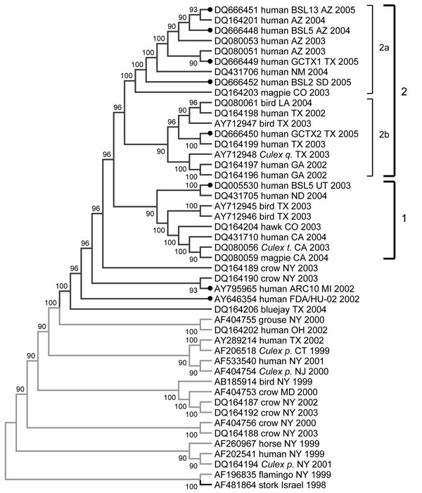 Phylogenetic tree of complete genomes of West Nile virus (WNV) isolates collected during the 1999–2005 epidemics in the United States. Phylogeny reconstruction was estimated by using MEGA version 3.1 (www.megasoftware.com) on the basis of maximum parsimony analysis. Solid circles indicate isolates from this study. Values near branches represent percentage support by parsimony bootstrap analysis. Some parsimony-informative positions (1442, 2446, 4146, 6138, 6721, 8811, 10408, and 10851) play an important role in topologic arrangement of the tree and outgroup configurations. The tree was rooted with prototype WNV isolate WN-NY99 (AF196835) and the most closely related Old World isolate, IS-98 (AF481864). Culex q., Culex. quinquefasciatus; Culex t., Cx. tarsalis; Culex p., Cx. pipiens. WNV genotype is color coded: green, WN99; blue, WN02.
