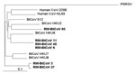 Thumbnail of Phylogenetic relationships based on a 440-nt sequence in a conserved region of gene 1b of Rocky Mountain bat coronaviruses (RM-Bt-CoVs) (shown in boldface), group 1 coronaviruses of Asian bats (BtCoVs), and human coronaviruses 229E and NL63. Porcine respiratory and reproductive syndrome virus (PRRSV) was used as the outgroup to root the tree. Scale bar at the lower left indicates 0.1 nucleotide substitutions per site.