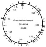 Thumbnail of Locations of 38 insertion-deletion and 25 multilocus variable-number tandem repeat analysis (MLVA) markers on the physical genome map of Francisella tularensis subsp. tularensis strain SCHU S4. Positions are given with reference to the predicted origin of replication set at position 0. Indel and MLVA marker locations are depicted by wedges on the outside and inside of the circle, respectively. Two asterisks indicate the duplicate occurrence of the MLVA loci Ft-M14 at 2 different locations because it is part of a large sized genome duplication (1,25).