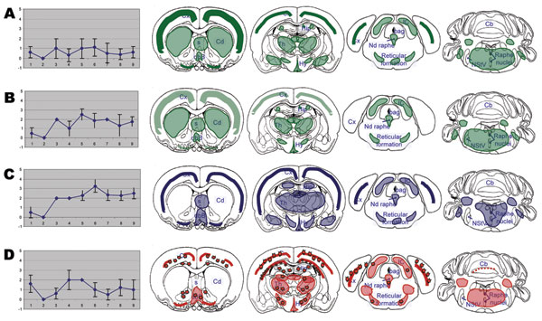 Brain lesion profiles (left panels) and disease-associated prion protein brain distribution (right panels) observed in the brain of TgOvPrP4 mice infected with L-type bovine spongiform encephalopathy (BSE), at first (A, n = 5) and second (B, n = 4) passages; TME in cattle (C, n = 5); or typical BSE (D, n = 4) at second passage. Brain vacuolation was scored (means ± standard deviations) on a scale of 0–5 in the following brain areas: 1) dorsal medulla nuclei, 2) cerebellar cortex, 3) superior colliculus, 4) hypothalamus, 5) central thalamus, 6) hippocampus, 7) lateral septal nuclei, 8) cerebral cortex at the level of thalamus, and 9) cerebral cortex at the level of septal nuclei. In right panels, showing the PrPd distribution, stars indicate the presence of florid plaques.
