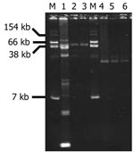 Thumbnail of Plasmid DNAs from Aeromonas punctata 37 and A. media 42 and their Escherichia coli TOP10 transformants (TF) carrying plasmids p37 or p42. Lanes: 1, A. punctata 37; 2, E. coli TOP10/p37 TF-1; 3, E. coli TOP10/p37 TF-2; 4, A. media 42; 5, E. coli TOP10/p42 TF-1; 6, E. coli TOP10/p42 TF-2; M, E. coli NCTC 50192 (used as reference for plasmid sizes).