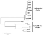 Thumbnail of Phylogenetic analysis of Newcastle disease virus (NDV) vaccine strains unearthed from Istituto Sieroterapico Milanese (ISM), showing the phylogenetic placement of ISM-1 (EU082818), ISM-2 (EU082819), ISM-3 (EU082820), and ISM-4 (EU082818) based on partial F gene necleotide sequences. Sequences determined in this study are in boldface. ISM-1 and ISM-2 belong to La Sota–like cluster; ISM-3 and ISM-4 belong to Herts/33-like cluster. Sequence alignment was achieved with ClustalX version 1.81 (ftp://ftp.ebi.ac.uk/pub/software/unix/clustalx), with sequences from other NDV strains retrieved from GenBank (accession nos. indicated). The phylogenetic study was conducted by using MEGA version 3.1 (www.megasoftware.net). The phylogenetic tree was constructed with the neighbor-joining method.