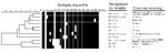 Thumbnail of Spoligoprofiles of Iranian isolates and dendrogram of profile relatedness by the Dice and unweighted pair group method with arithmetic mean and previously published locations of profiles. The three spoligotypes from Iran were previously reported by Cousins et al. (10).