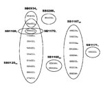 Thumbnail of Variable number tandem repeat (VNTR) profiles and their abundance and distribution with spoligotypes. VNTR profiles are listed in the following order: exact tandem repeat (ETR)-A, B, C, D, E, F, QUB11B. The number of isolates of each spoligotype and of each VNTR profile are indicated by the subscript number; “a” indicates 42 SB0120 isolates, 1 SB1169 isolate, and 1 SB1170 isolate; “b” indicates 1 SB0120 isolate and 1 SB0934 isolate.