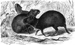 Thumbnail of The agouti, Dasyprocta sp., one of the natural intermediate hosts for Echinoccocus oligarthrus. Drawing by Gustav Mützel (1839–1893).