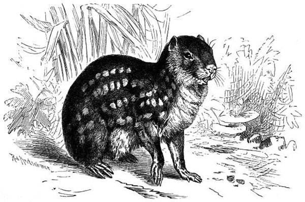 The paca, Cuniculus paca, the natural intermediate host for Echinococcus vogeli and rarely E. oligarthrus. Drawing by Robert Kretschmer (1818–1872).