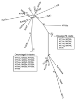 Thumbnail of Phylogenetic tree of subset of lineage I eastern equine encephalitis virus strains, unrooted neighbor-joining analysis of E2 coding region. Strains included are identical to those used in the NSP3 coding region analysis.