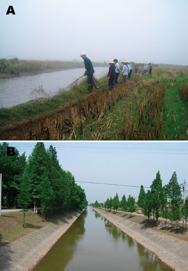 A) Mollusciciding with niclosamide for the control of Oncomelania snails in marshland between Dongting Lake and an embankment. B) Environmental modification to control Oncomelania breeding sites through canalization of water streams in Hunan Province.