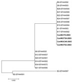 Thumbnail of Phylogenetic analysis of Canadian WU polyomavirus strains CanWUT9–2003, CanWUT38–2003, CanWUC40–2003 and CanWUT52–2003 (shown in boldface), based on nucleotide sequences of the VP2 region. Multiple nucleotide sequence alignments were performed by using the ClustalW program and a phylogenetic tree was constructed with the MEGA 3.1 software using the neighbor-joining algorithm with Kimura-2 parameters (9). The analysis included WU strains previously identified from Australian and American cohorts (7) i.e., B9, S6, B28, B37, B22, B24, B35, B10, B1, B17, B0, B12, B20, B14, B34, B21, B3, and B2 (GenBank accession nos.: EF444592, EF444593, EF444590, EF444589, EF444588, EF444587, EF444586, EF444584, EF444583, EF444582, EF-444555, EF444557, EF444561, EF444562, EF444572, EF444585, EF444567, and EF444591, respectively).