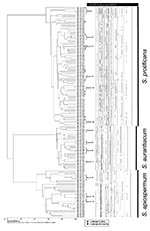 Thumbnail of Dendogram generated from the PCR fingerprinting profiles obtained with the microsatellite primer M13 for all investigated Scedosporium isolates. The dendogram was designed by using the unweighted pair group method with arithmetic mean and the procedure of Nei and Li (32) in the program BioloMICS version 7.5.30. Pt, patient.