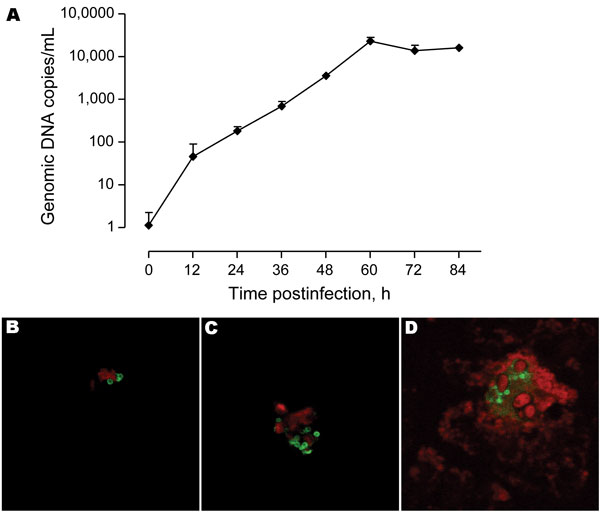 A) Growth rate of Protochlamydia naegleriophila within Acanthamoeba castellanii assessed using a specific quantitative real-time PCR. Number of DNA copies present in culture are plotted according to time postinfection. Standard errors of the mean of duplicate experiments are shown. B) Indirect immunofluorescence preformed using rabbit anti-KNic antibody directly on the bronchoalveolar lavage showing the presence of few Pr. naegleriophila strain KNic or C) in clusters of this obligate intracellular bacteria. D) Immunofluorescence performed on amebal coculture showing the presence of Pr. naegleriophila. This strain was lost in subsequent passages.