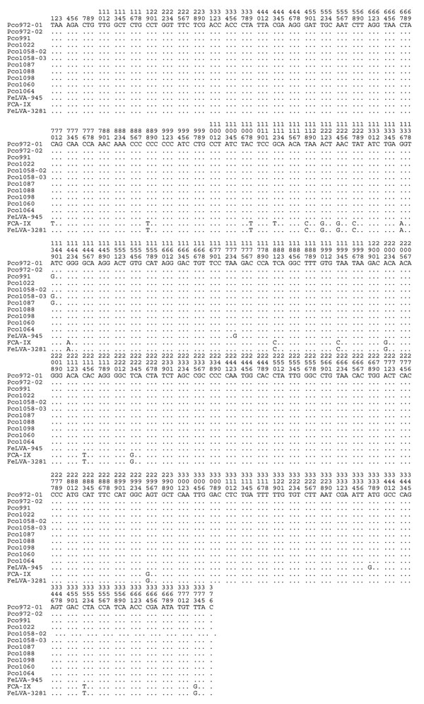 Alignment of all PCR-positive puma envelope (env) sequence with domestic cat feline leukemia virus (FeLV)A-945 = AY374189, FeLVA-3281 = M18248. FCA-IXODES was a FeLV-positive domestic cat from Florida.