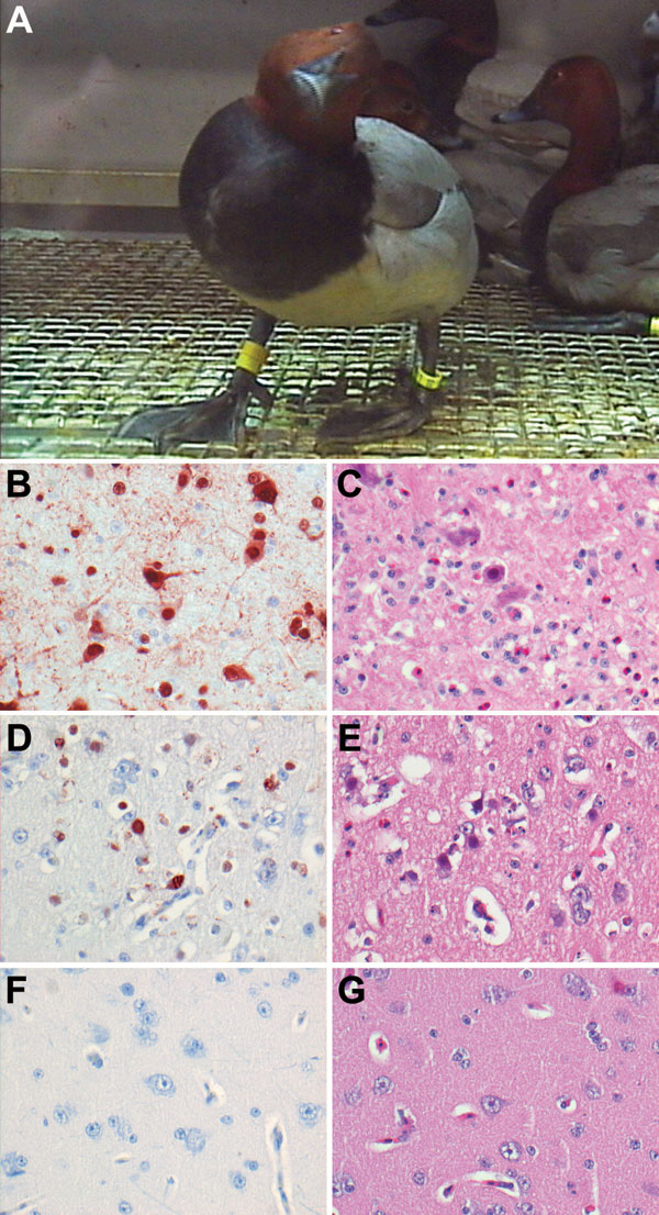 Central nervous system changes in wild ducks experimentally infected with highly pathogenic avian influenza virus (H5N1). A) Torticollis in a pochard. B) Severe multifocal encephalitis, characterized by abundant influenza virus antigen expression in neurons and glial cells and C) extensive necrosis and inflammation, in a tufted duck. D) Rare virus antigen expression in neurons and E) mild necrosis and inflammation in a gadwall that did not show neurologic signs and had only mild focal encephalitis. F) Lack of virus antigen expression and G) lack of necrosis and inflammation in brain tissue of a mallard that did not show neurologic signs. Tissues were stained either by immunohistochemistry that used a monoclonal antibody against the nucleoprotein of influenza A virus as a primary antibody (B, D, F) or with hematoxylin and eosin (C, E, G); original magnification ×100.