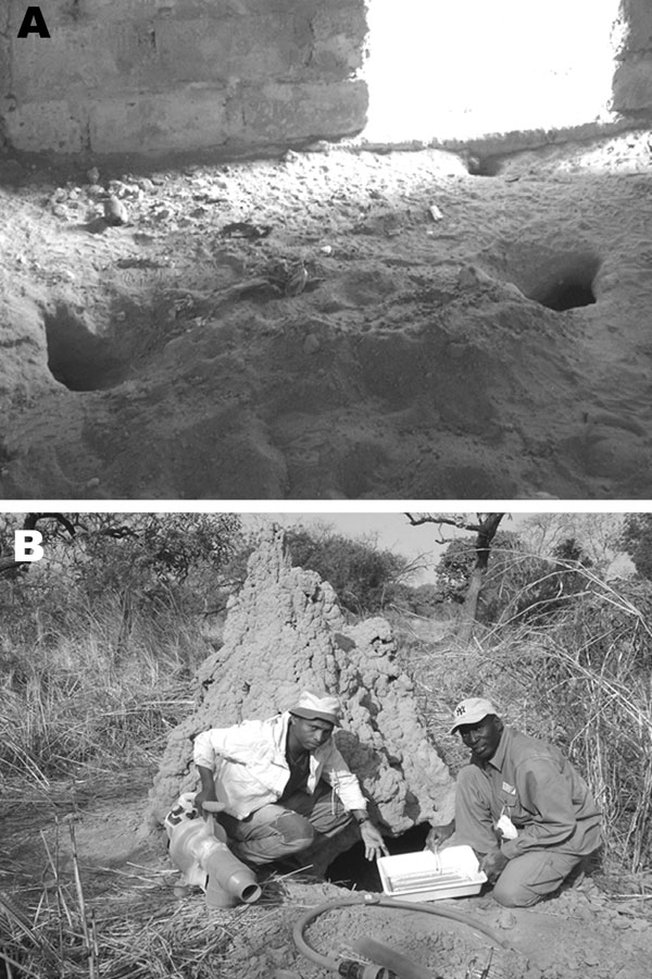 Favorable and unfavorable habitats examined for Ornithodoros sonrai. A) Favorable rodent or insectivore burrows infested with O. sonrai inside pig buildings. B) Unfavorable warthog burrows negative for O. sonrai dug under a termite mound. The portable gasoline-powered vacuum cleaner used for tick collection is also shown.
