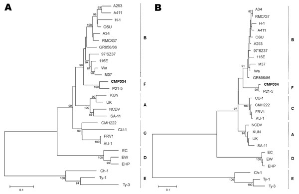 Phylogenetic analyses of the NSP4 nucleotide (A) and amino acid (B) sequences displaying the relationships between porcine rotavirus strain CMP034 (shown in boldface), P21–5, and other 5 known NSP4 genetic groups. Bootstrap values are shown at the branch nodes. Branch length for a 10% nucleotide difference is indicated at the bottom.