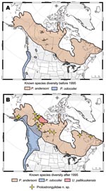 Thumbnail of Geographic ranges for protostrongylid parasites in northern ungulates showing how survey and inventory have dramatically altered our understanding of diversity and distribution, before (A) and after (B) 1995. Distributions are depicted for Parelaphostrongylus andersoni in caribou (19,20); P. odocoilei in wild thinhorn sheep, mountain goat, woodland caribou, black-tailed deer, and mule deer (15,17); Umingmakstrongylus pallikuukensis in muskoxen (12,14); and a putative new species of