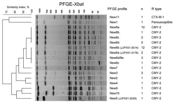 Representative XbaI pulsed-field gel electrophoresis (PFGE) profiles of third-generation cephalosporin–resistant Salmonella Newport isolates studied. A dendrogram was generated with Bionumerics software (Applied Maths, Sint-Martens-Latem, Belgium). The PFGE profile (and if there were indistinguishable isolates in the PulseNet USA database [www.cdc.gov/pulsenet], the corresponding Centers for Disease Control and Prevention PulseNet profile), the number of isolates, and the β-lactamase genes are indicated.