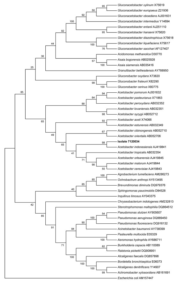 Phylogenetic tree showing the position of Acetobacter indonesiensis (isolate 7120034, GenBank accession no. EF681860), in boldface, within acetic acid bacteria and other gram-negative rods. The tree was based on 16S rDNA comparison by the neighbor-joining method. Numbers along the branches indicate bootstrap values.